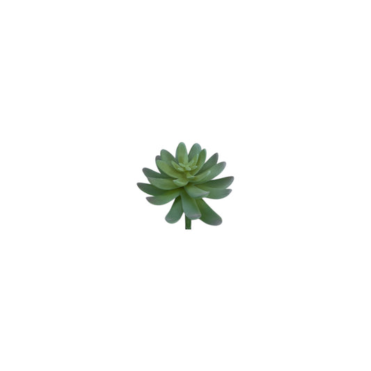 Succulent