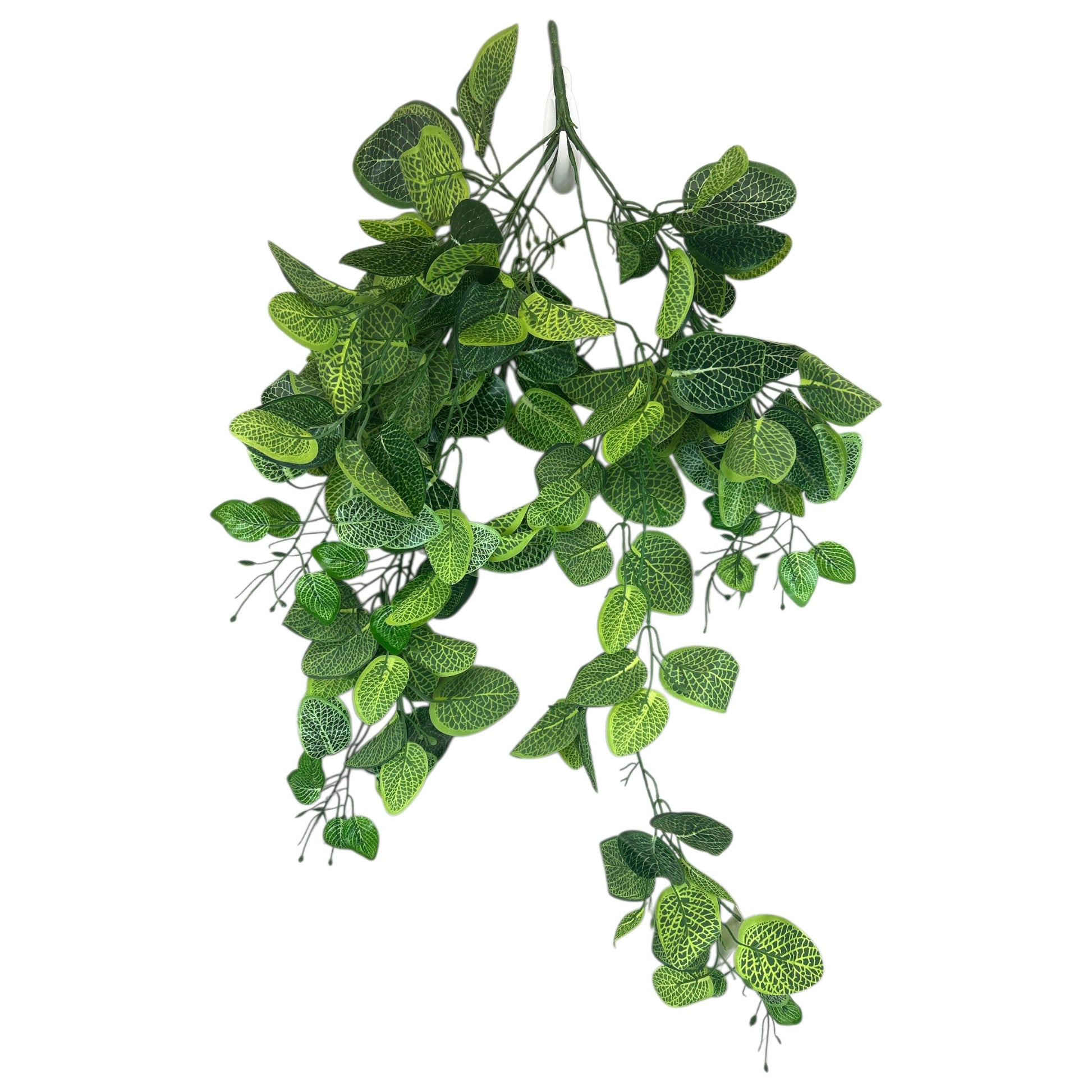 Variegated Pothos Bush