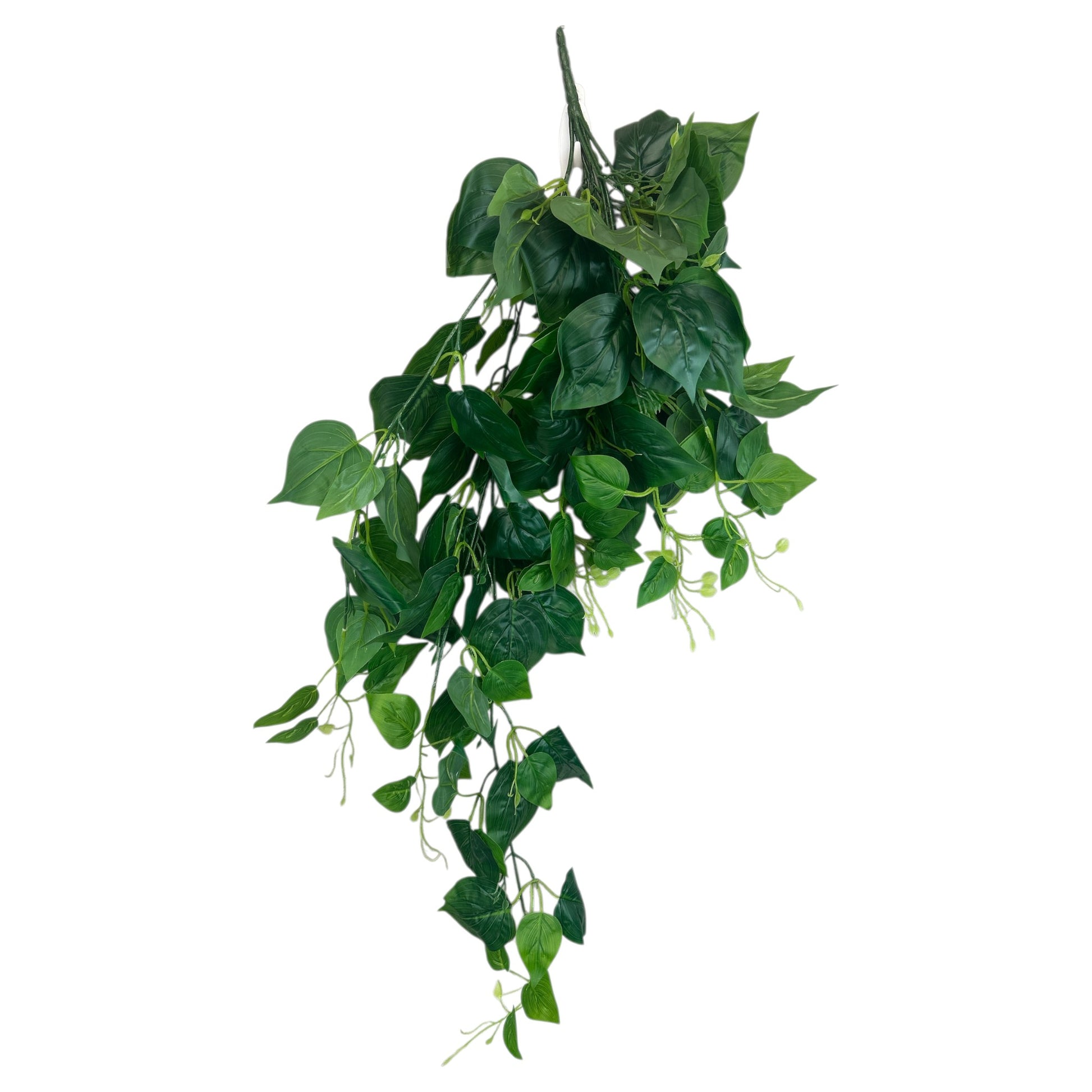 Pothos Bush
