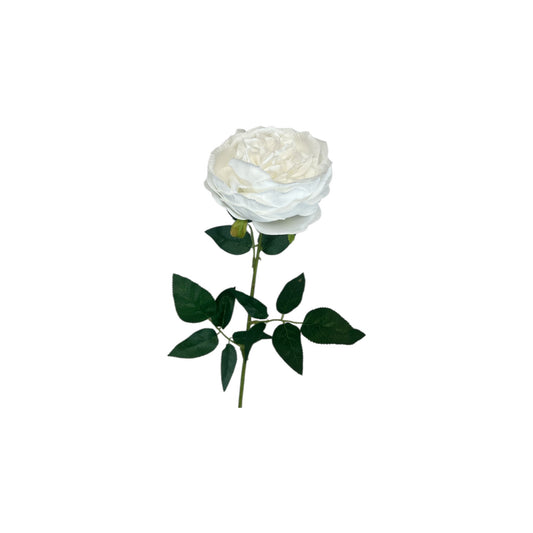 Pure White Cottage Rose Stem