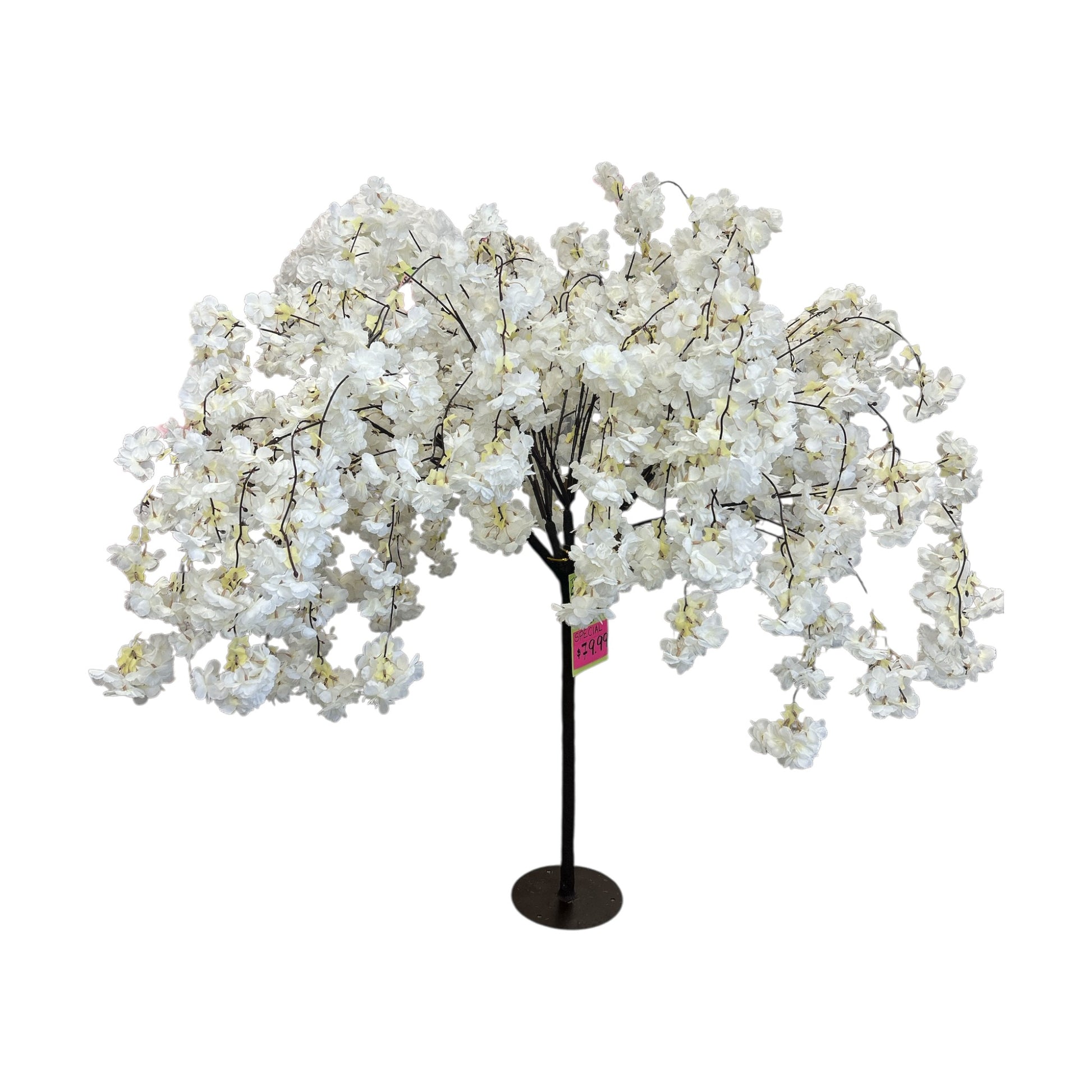 Cherry Blossom Tree 6 Feet Tall