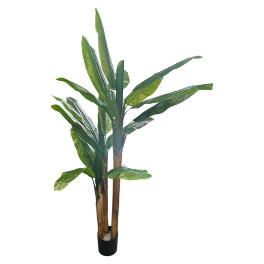 Bird of Paradise Tree 7 Feet Tall