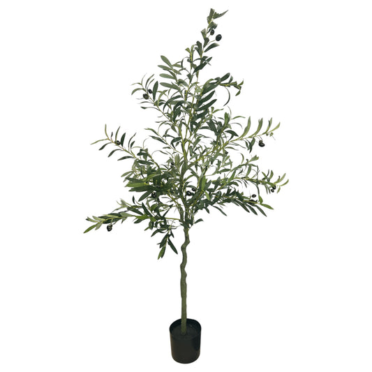 Olive Tree 5 Feet Tall