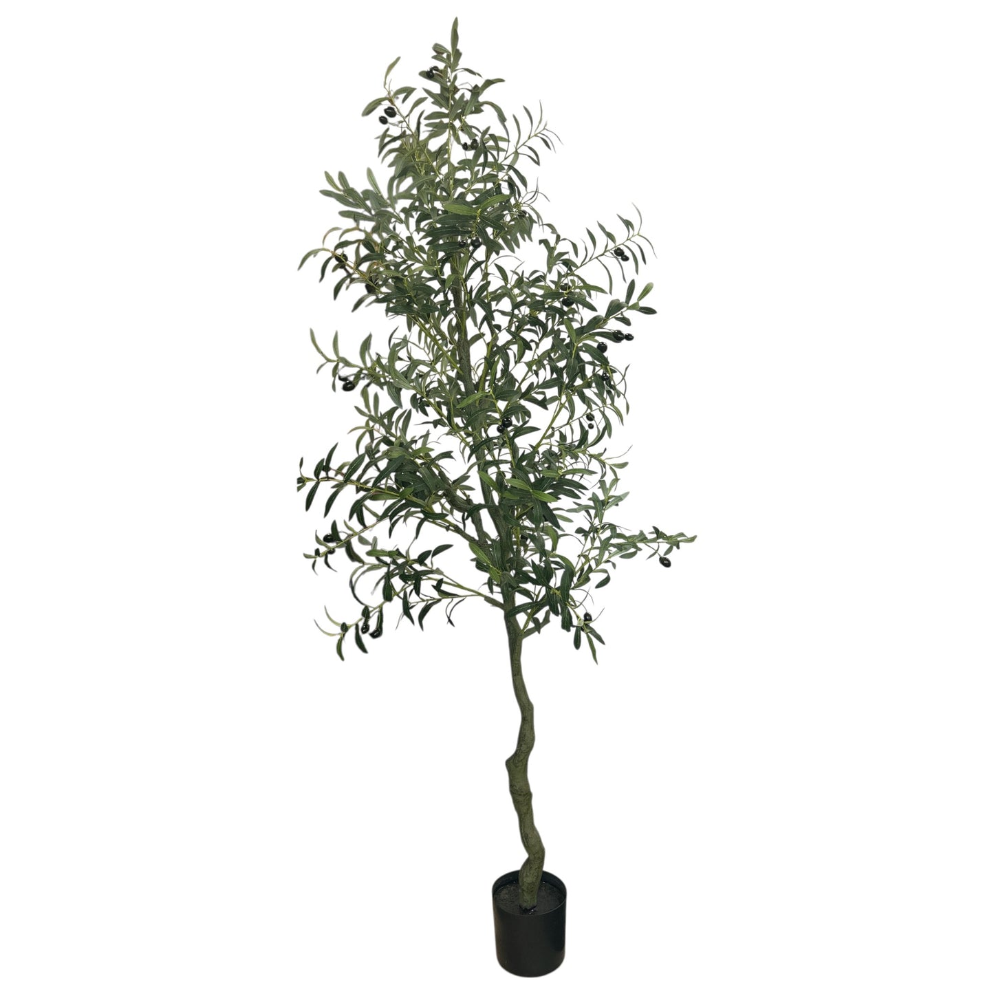 Olive Tree 7 Feet Tall