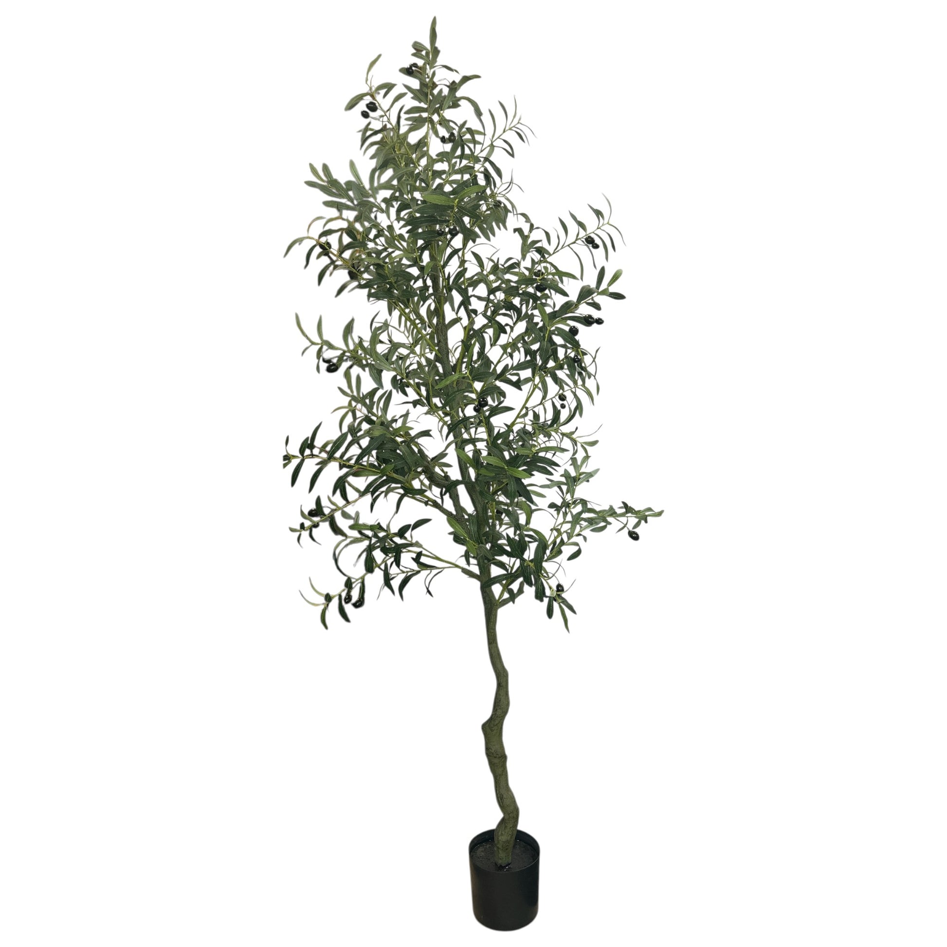 Olive Tree 7 Feet Tall
