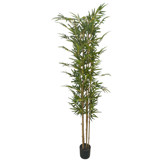 Bamboo Tree 7 Feet Tall