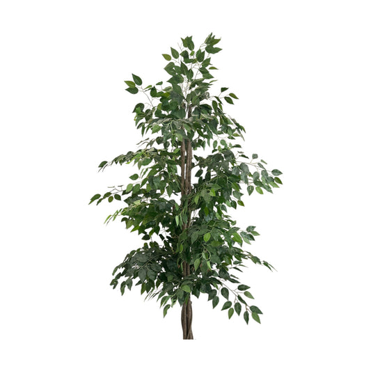 Ficus Tree 7 Feet Tall
