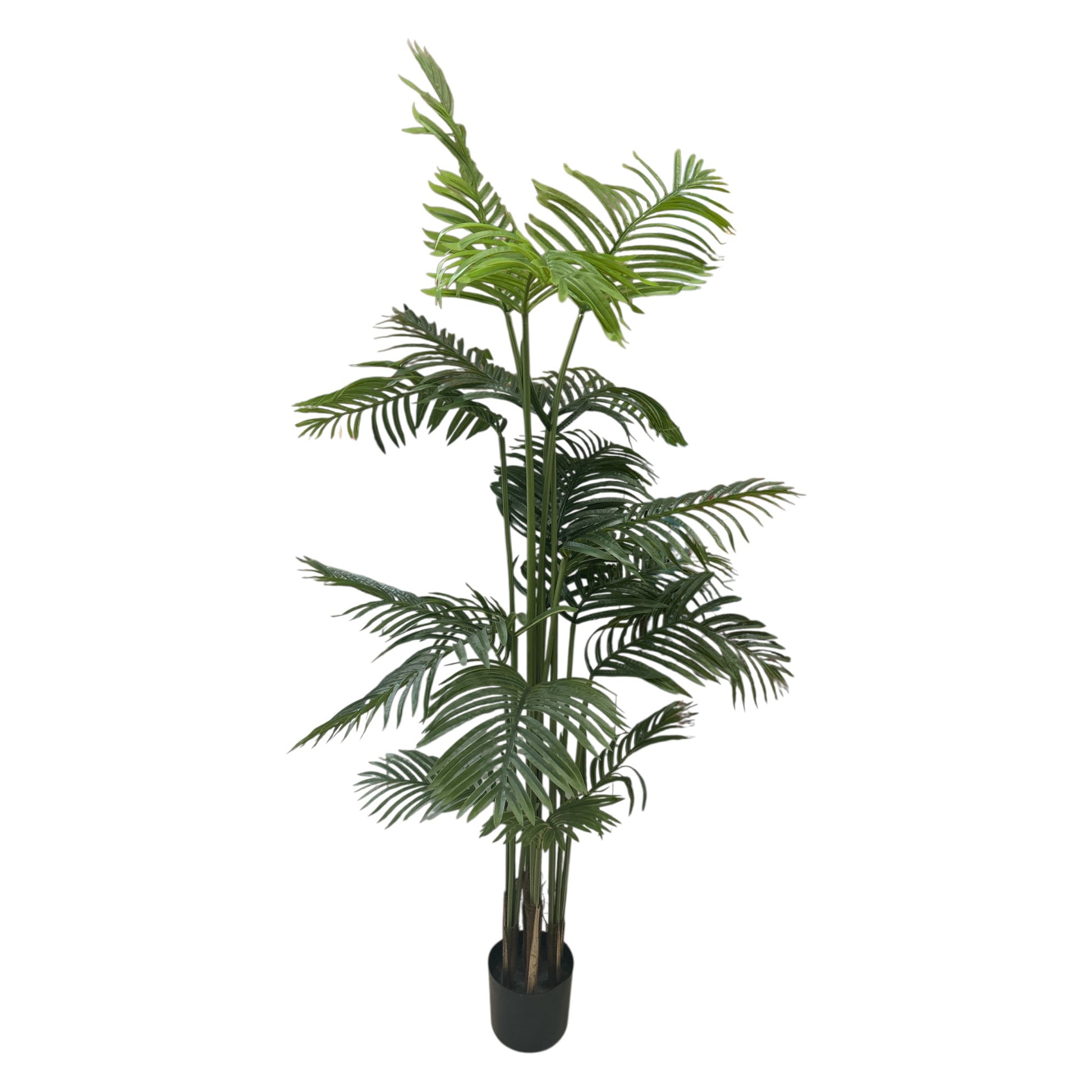 Fern Tree 5 Ft 11" Tall