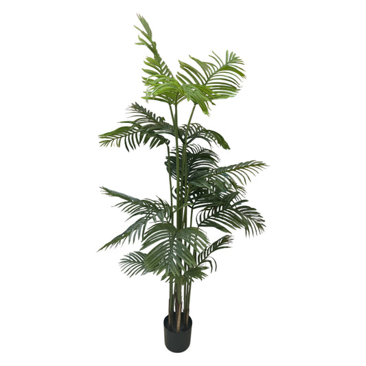 Fern Tree 5 Ft 11" Tall