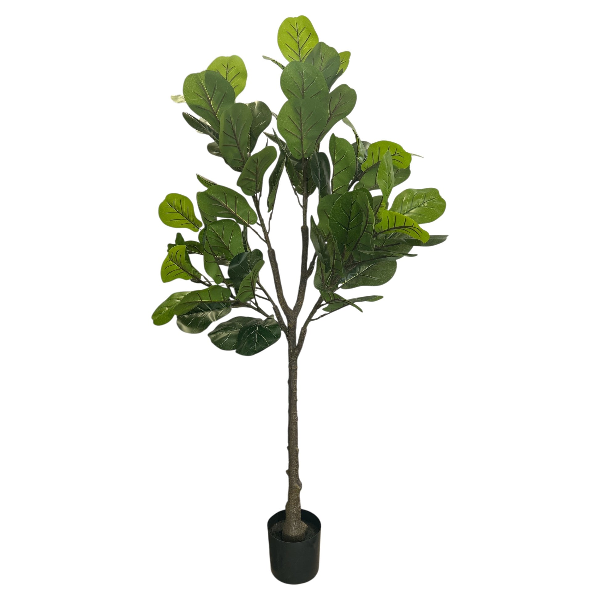 Fig Tree 5.5 Feet Tall