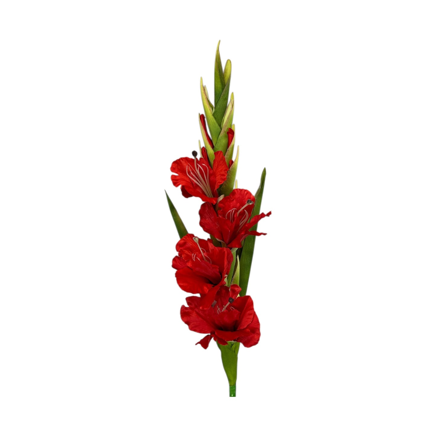 Red Gladiolus Spray