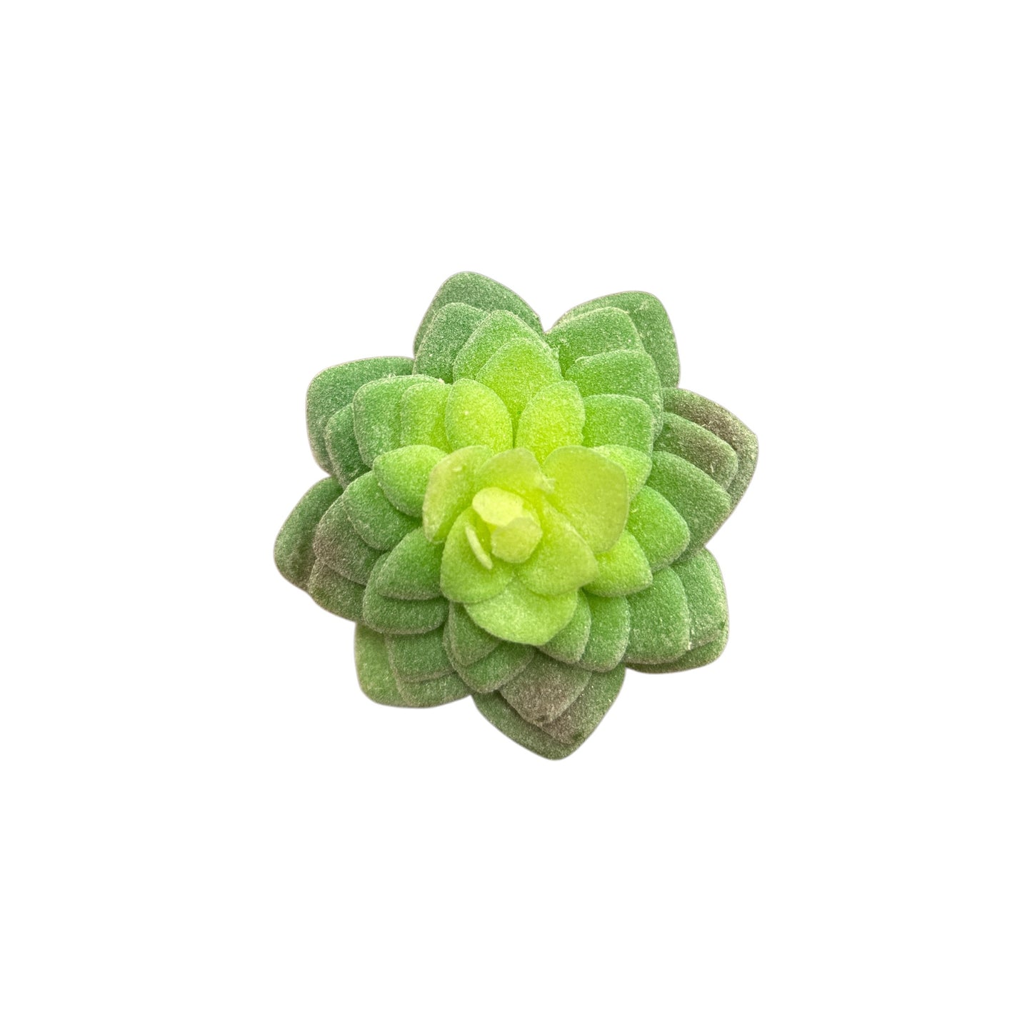 Succulent