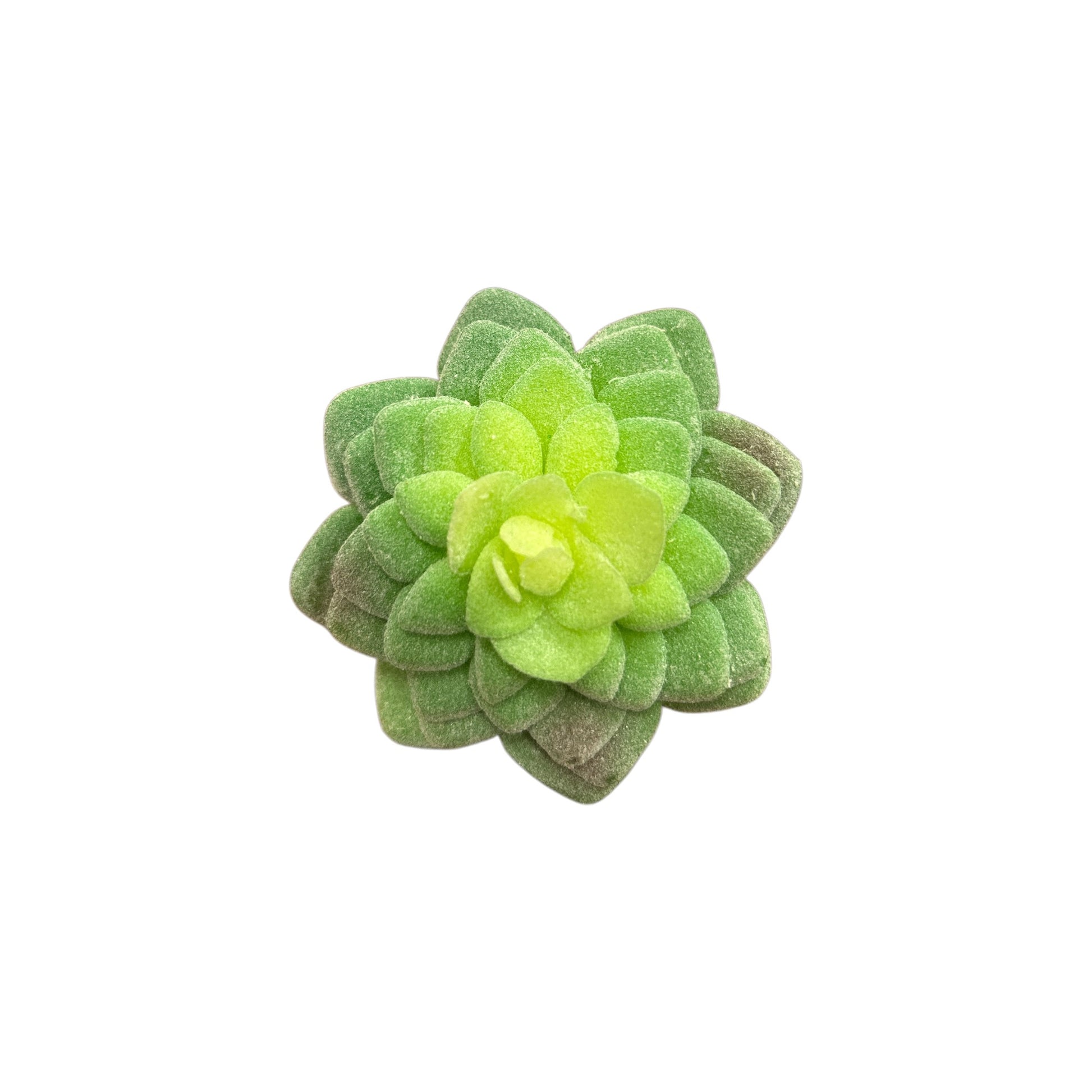 Succulent
