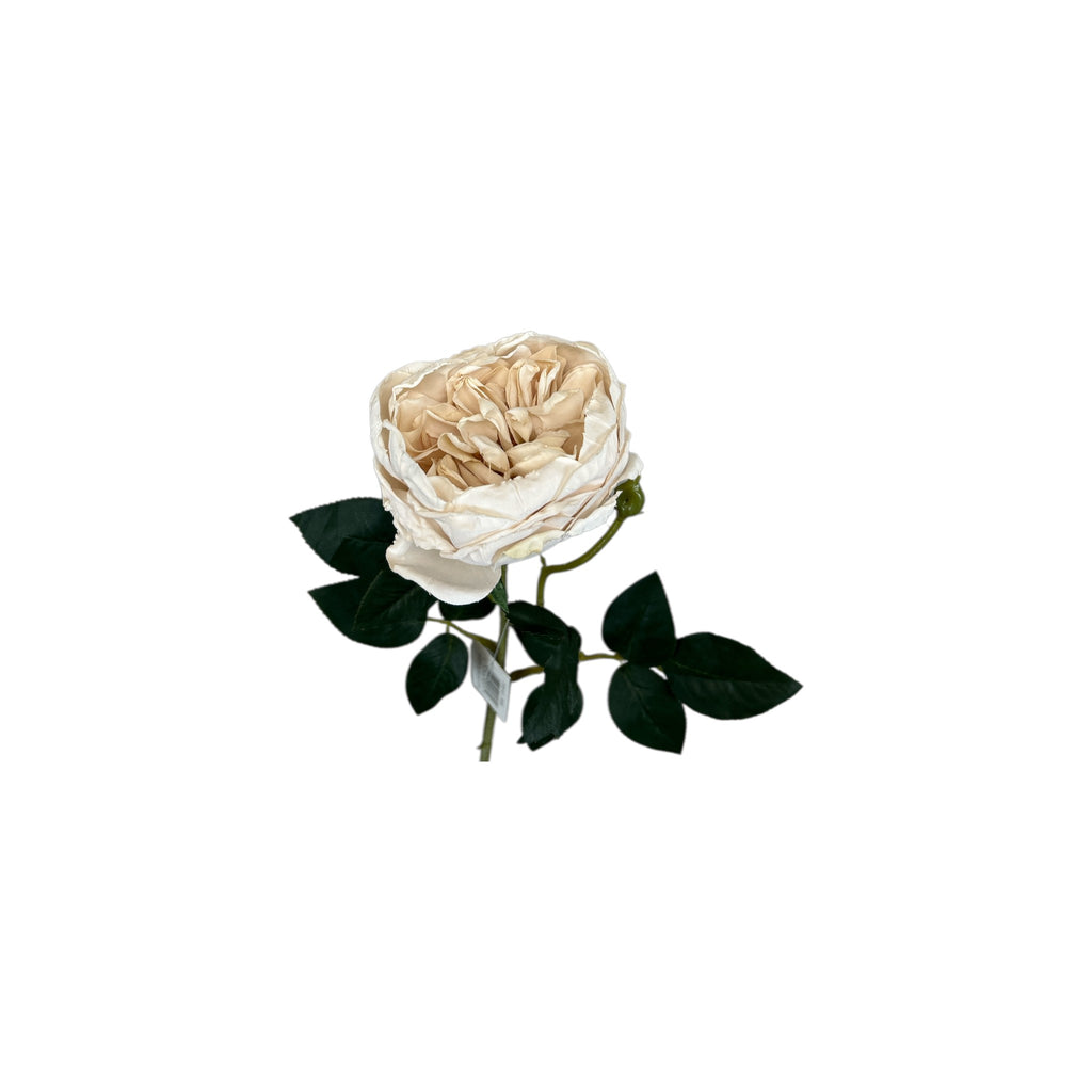 Stemmy Roses Garden Rose Stem – Western Global Importers