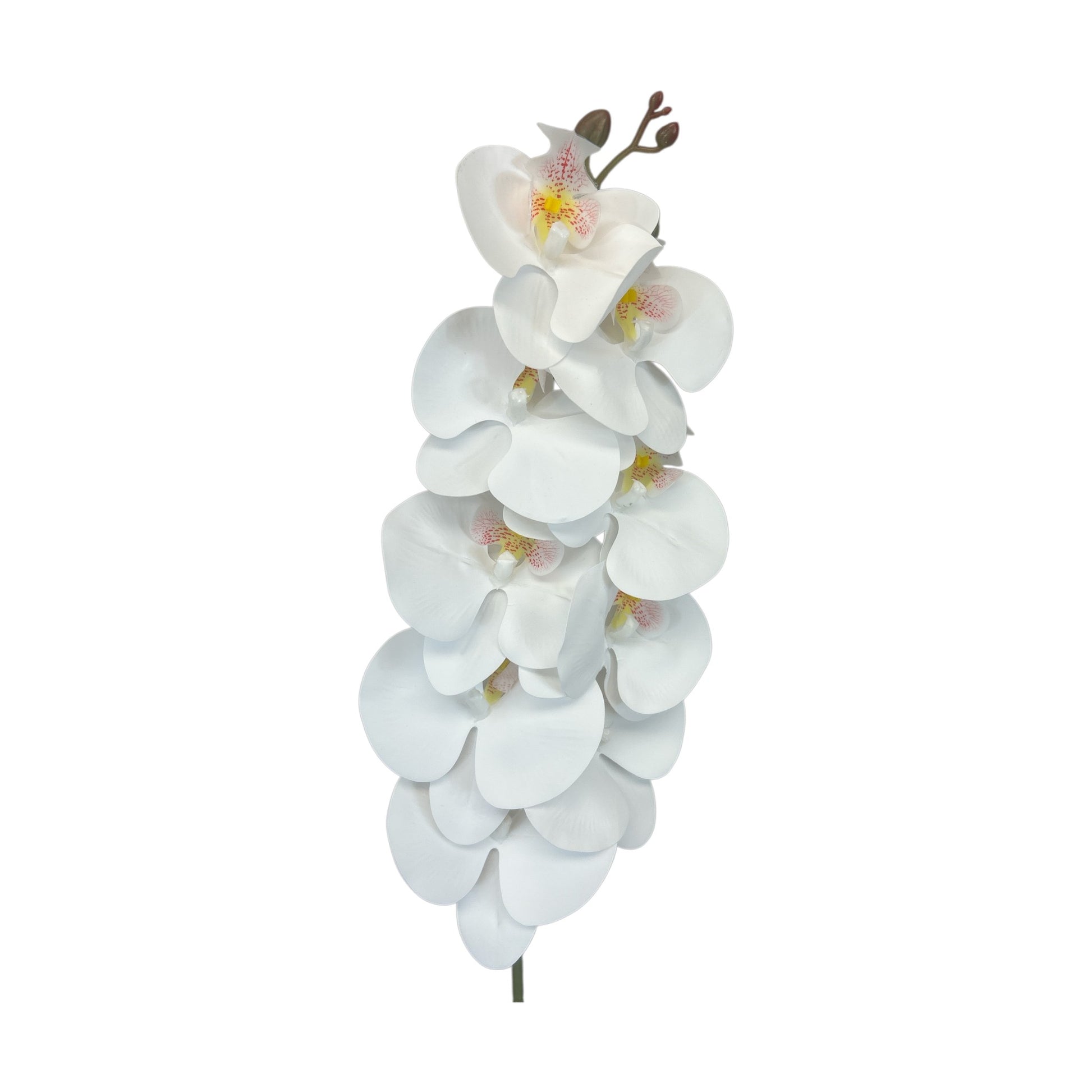 White Phalaenopsis Orchid Spray- 9 heads