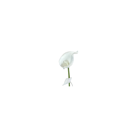 White Calla Lily Stem