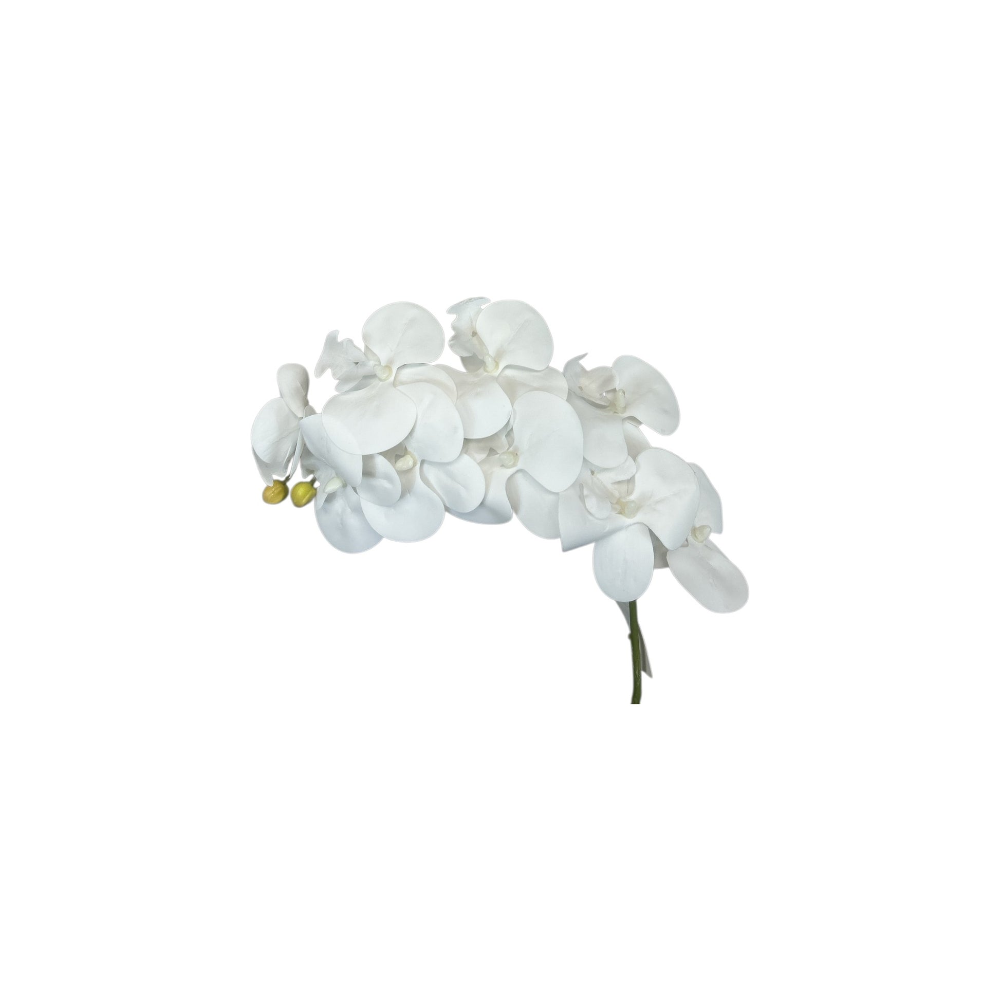 White Phalaenopsis Orchid Spray- 9 heads