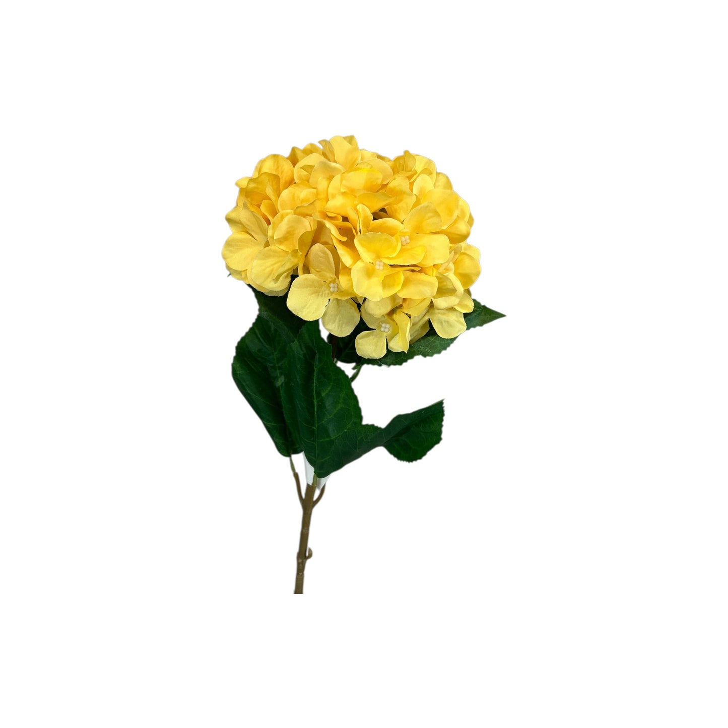 Yellow Hydrangea Stem